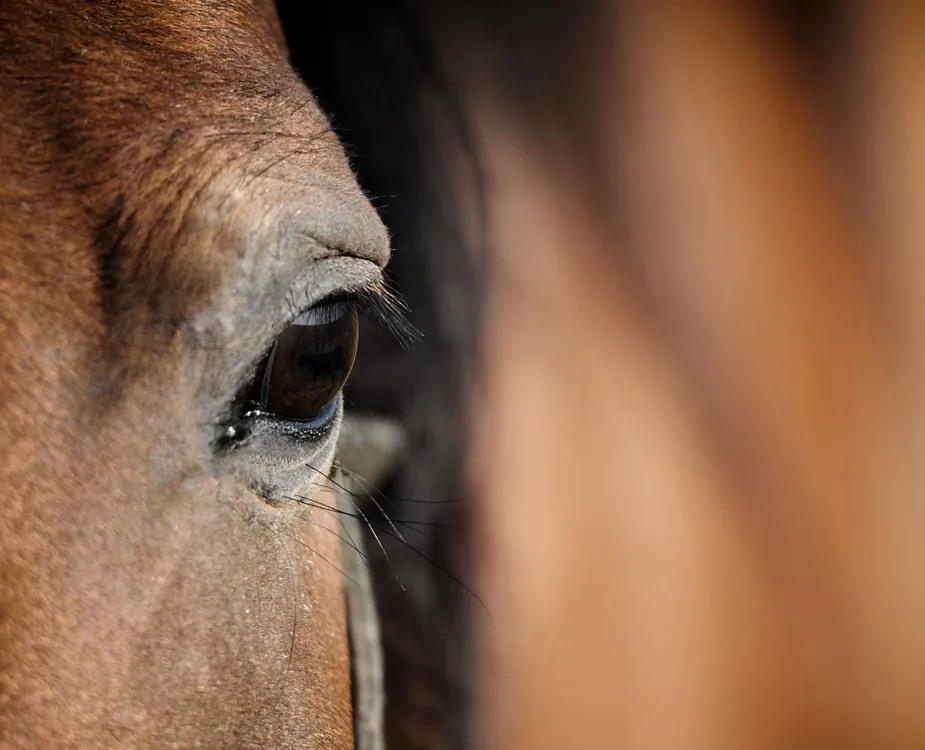 Temp header swiss equestrian